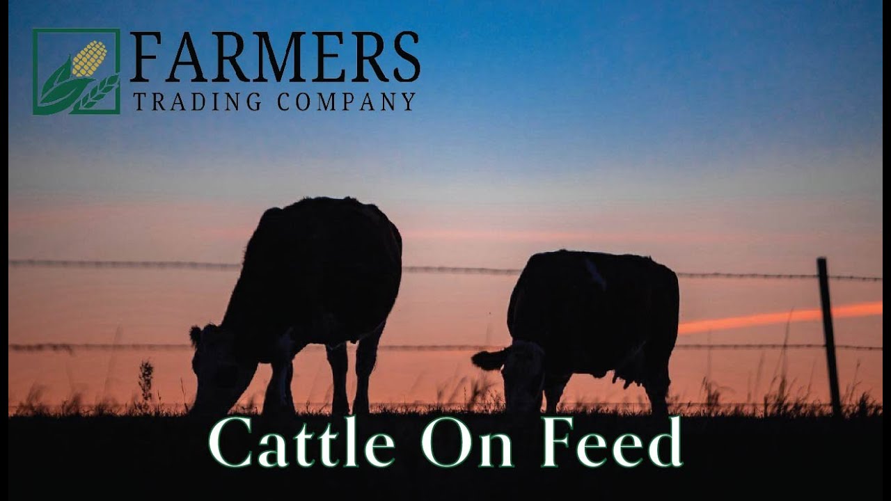 Cattle on Feed Report 2/23/24
